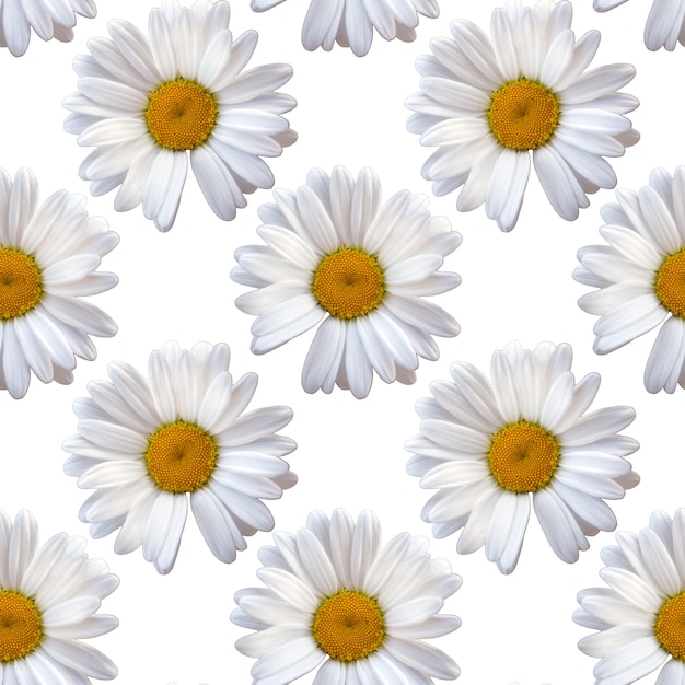 White chamomile daisy seamless pattern natural background