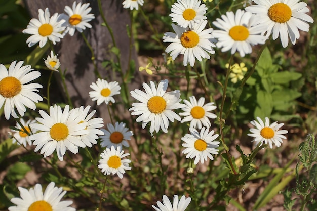 White chamomile flowers background