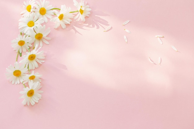 White chamomile flowers on pink background in sunlight