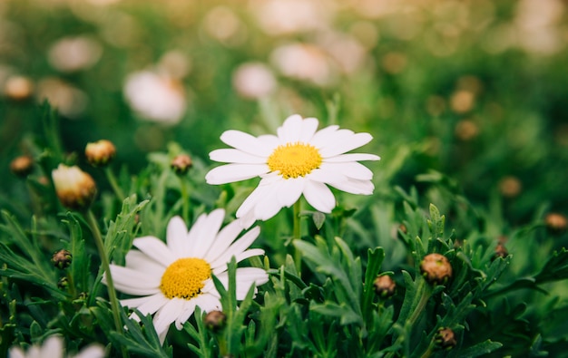 White chamomile flowers in spring garden