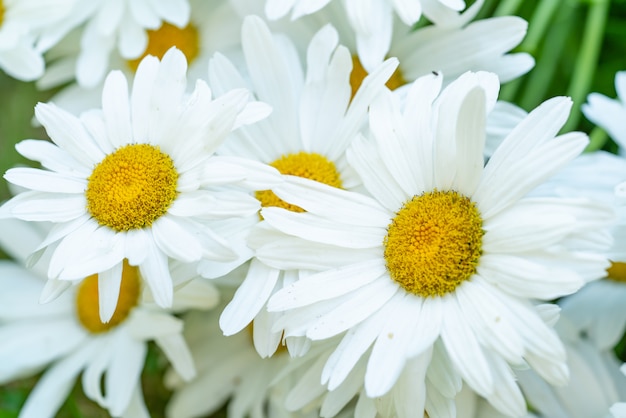 White chamomile grow in the garden in the summer. Close-up