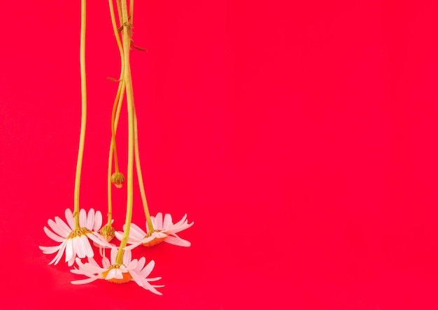 White chamomile on the red background Copy space Closeup Summer flowers concept