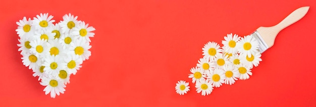 White chamomile in the shape of a heart and paintbrush with chamomiles on the red background Top view Copy space