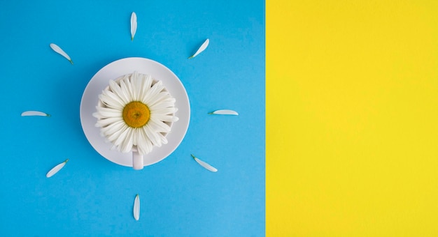 White chamomile in the tea cup on the colored background Copy space Top view