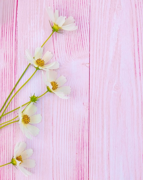 white chamomile on a wooden background. background for banner