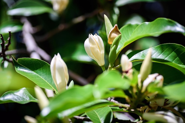 White Champaka Flower blooming on the tree