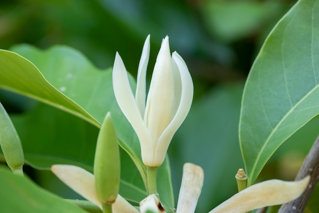 White Champaka flower tree and green leaf 