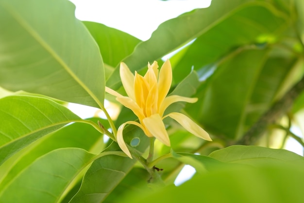 White Champaka Flowers and Green Leaves With Sunlight.