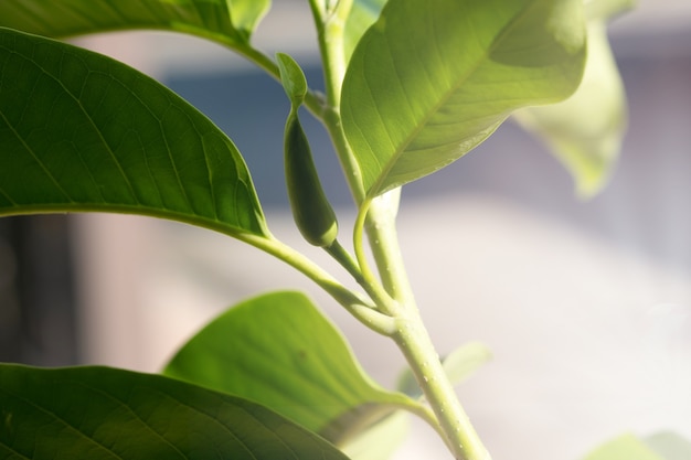 White Champaka Flowers and Green Leaves With Sunlight.