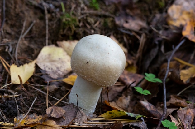 White champignon in autumn forest among dry leaves. Seasonal mushrooms in the woods.