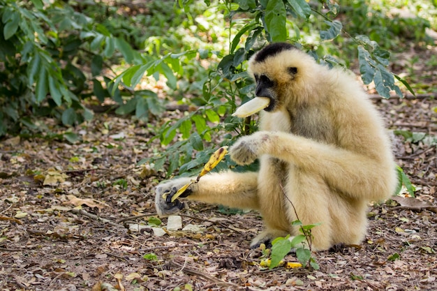 White-cheeked gibbon on nature