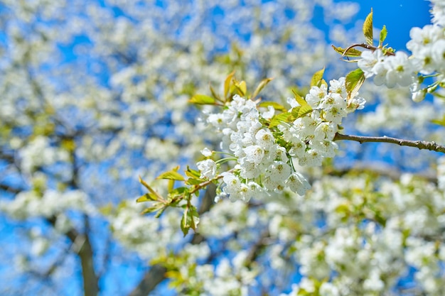 White Cherry blossom flowers blooming on a tree with a blue sky background Beautiful and vibrant white plants growing on a branch outdoors on a spring day Botanical foliage blossoming in a park