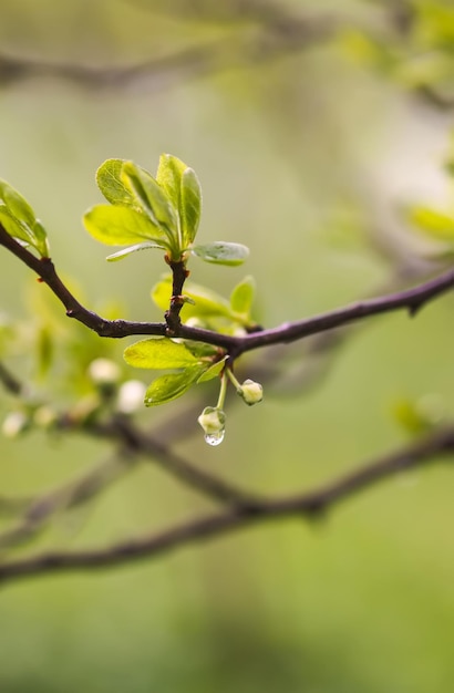 White cherry blossoms in spring park Beautiful nature background Springtime in countryside