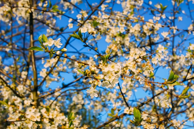 White cherry blossoms in spring park Beautiful nature background Springtime in countryside