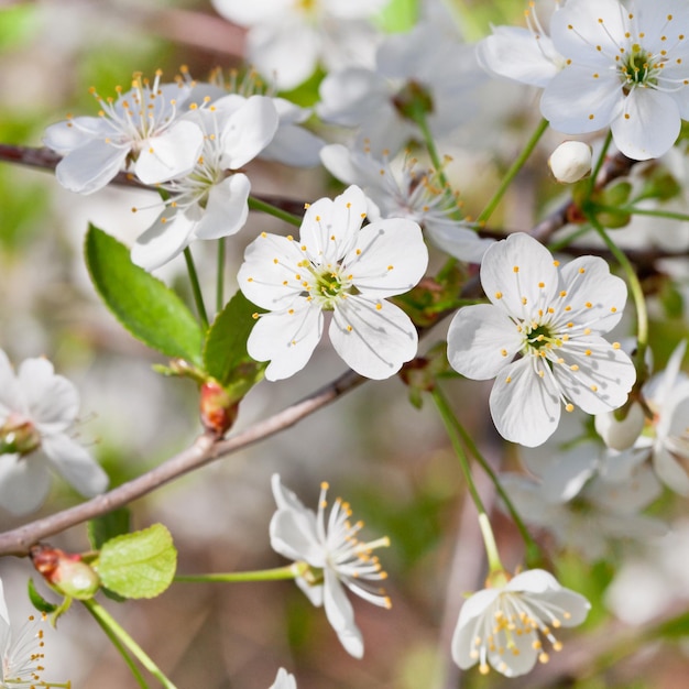 White cherry blossoms in spring