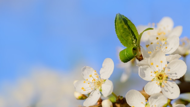 White cherry blossoms with leaves, spring background