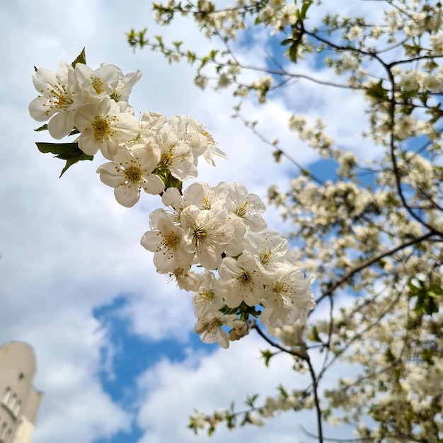 White cherry flowers against the blue sky and branches, spring cherry blossoms