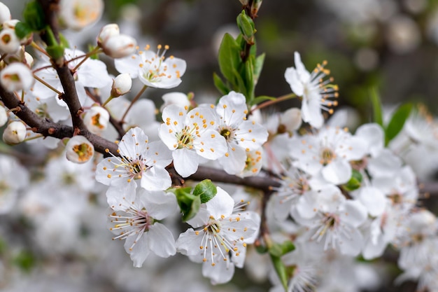 White Cherry Flowers Beautiful flowering fruit trees Background with blooming flowers in spring day