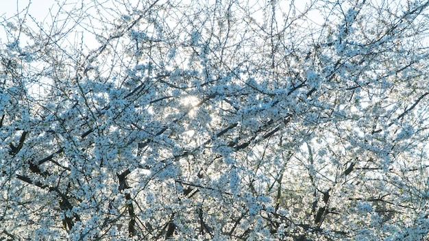 White cherry flowers bloom in spring