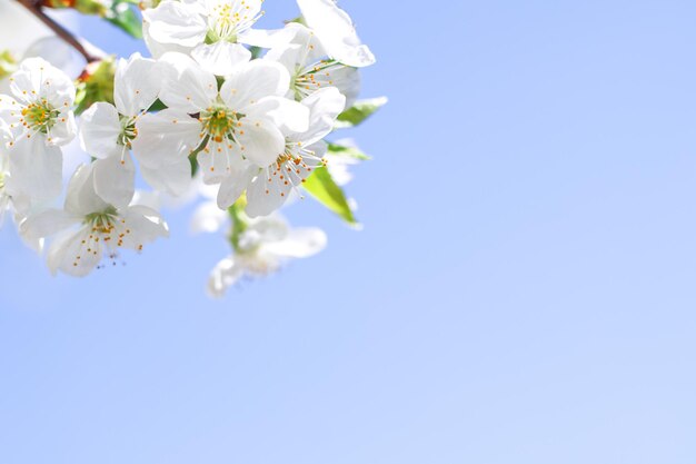 White cherry flowers on a branch against a blue sky