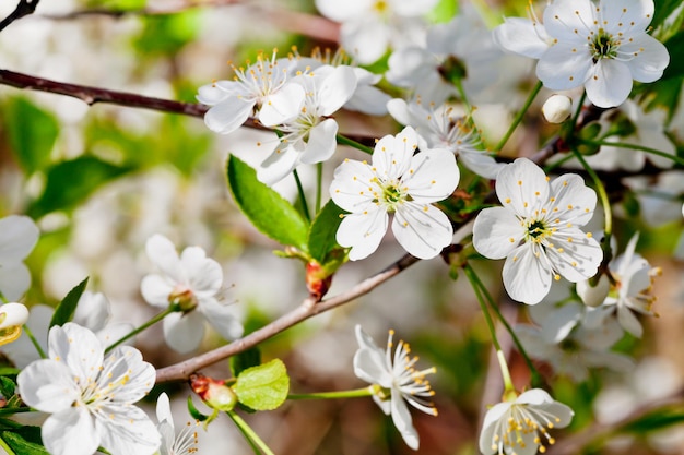 White cherry flowers on twig