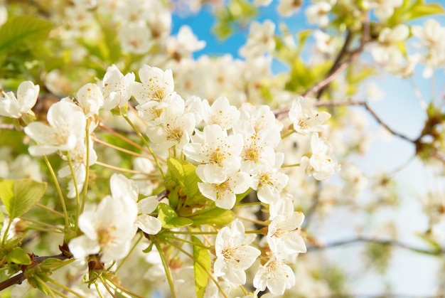 White cherry flowers with blue sky background