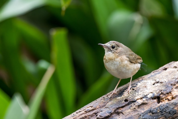 White-chested Babbler perched and posing