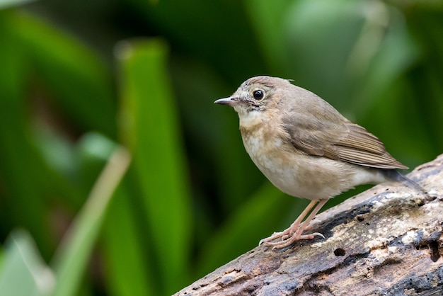 White-chested Babbler perched and posing