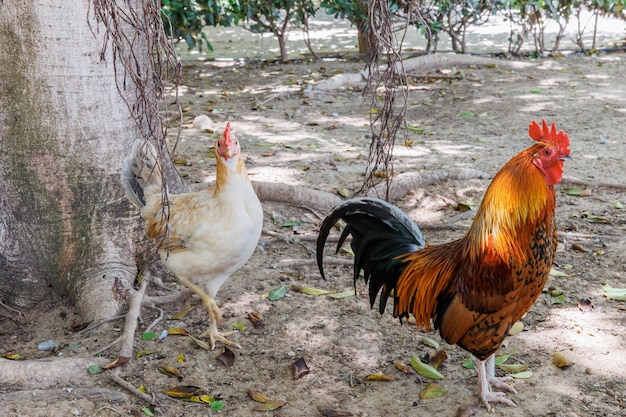 A white chicken and a colorful rooster in the park