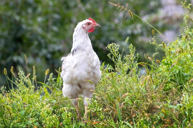 White  chicken in the garden among the green grass breeding chickens on the farm