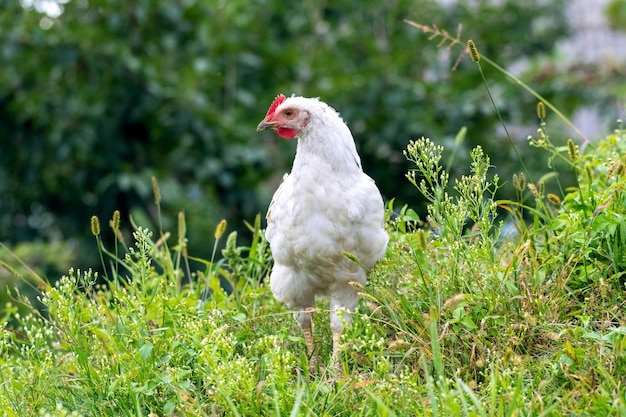 White chicken in the garden among the green grass breeding chickens on the farm