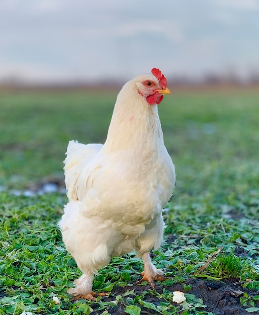 white chicken on the grass. chickens on the farm