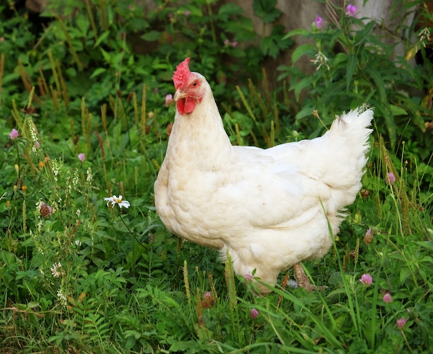 White chicken that is walking along on the grass