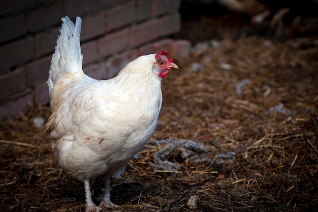 A white chicken walks around the village in natural conditions