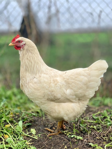 A white chicken with a red crest on its head stands in the grass.