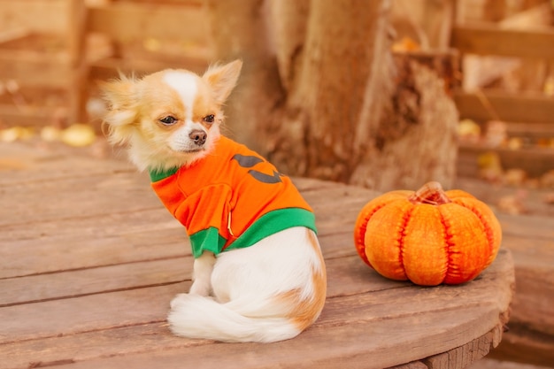 A white Chihuahua dog with a pumpkin. Halloween and animals.