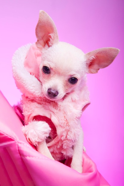 White chihuahua puppy on pink studio background