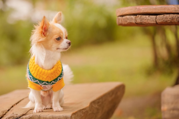 White chihuahua puppy in red spots on the bench Chihuahua in a yellow sweater Pet animal