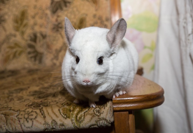 White chinchilla is sitting on the sofa Cute home pet