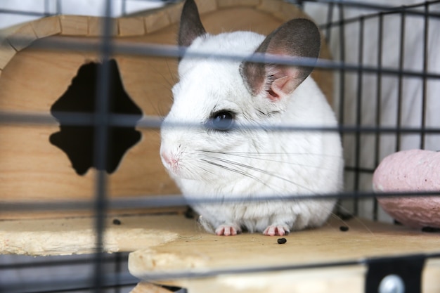 White chinchilla sitting in her cage. Cute fluffy home pet in the house.