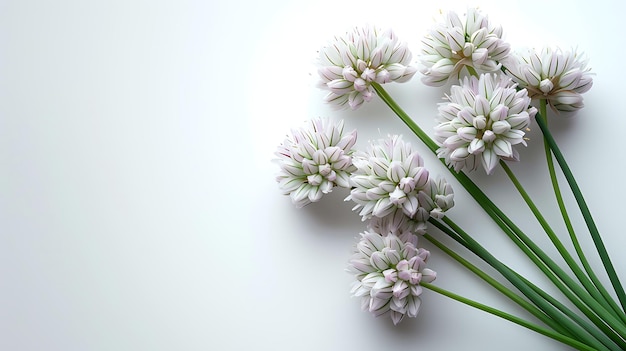 White chives flower on a white background