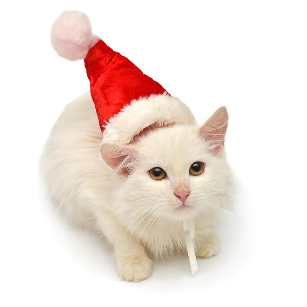 Photo white christmas cat in the hat isolated on white background