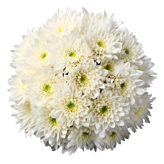 White chrysanthemum flowers bouquet isolated on white background