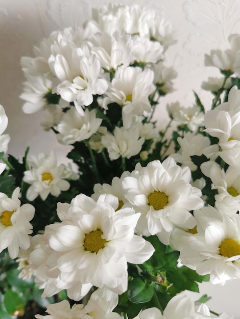 White chrysanthemum flowers close up