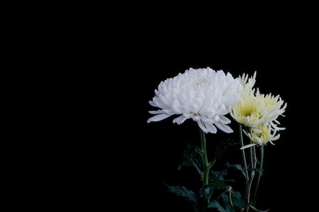 White chrysanthemum flowers