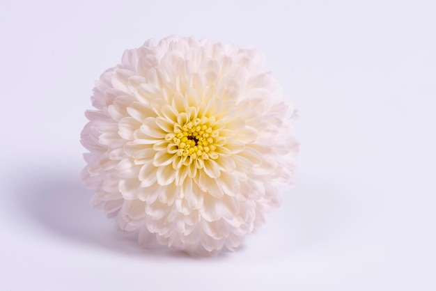 White chrysanthemum isolated on white background