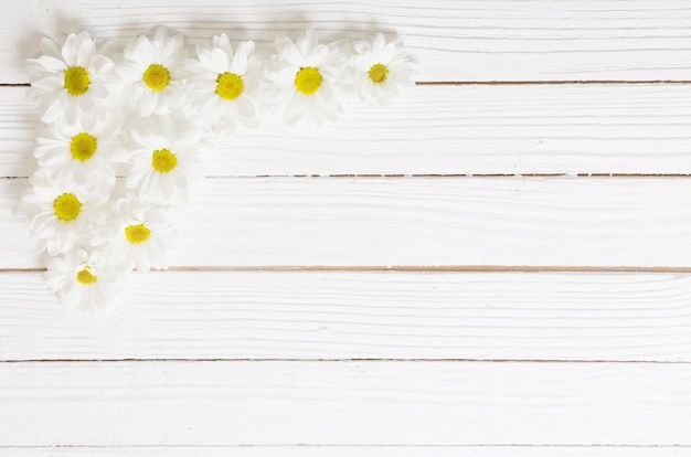 White chrysanthemum on white wooden background