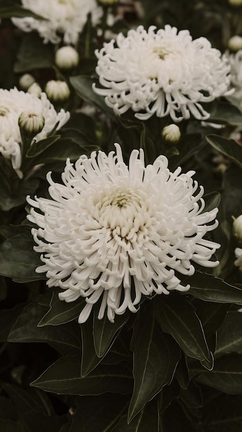 Photo white chrysanthemum