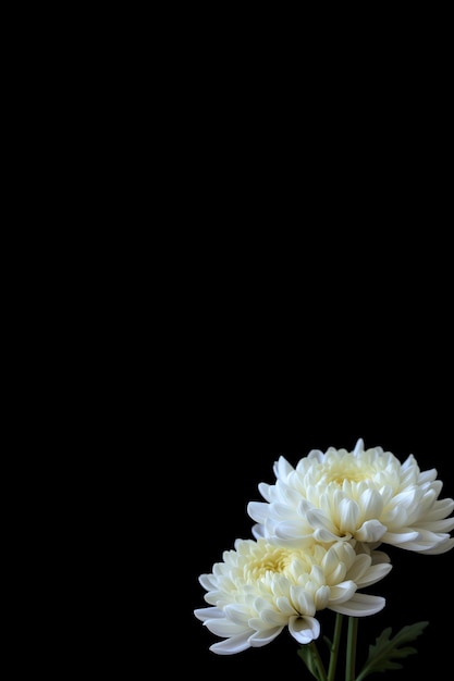 white chrysanthemum