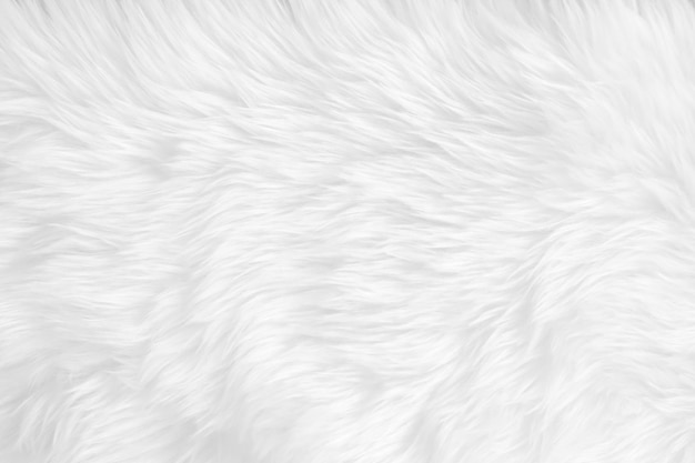 White clean wool texture background light natural sheep wool white seamless cotton texture of fluffy fur for designers closeup fragment white wool carpet